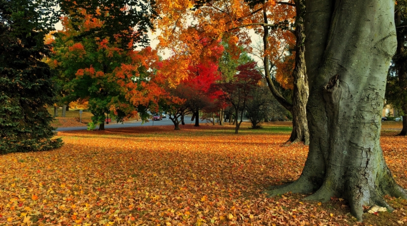 A novembre cadono le foglie; quest'anno anche le Gigafactory