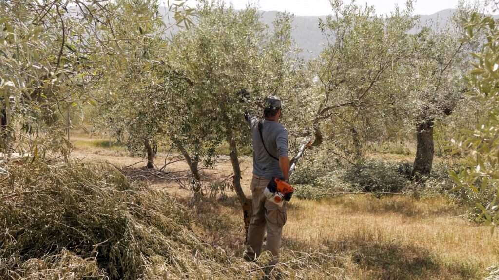 Scarti della raccolta delle olive sosterranno la sostenibilità Ford